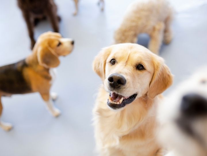 Colorado Springs pet boarding