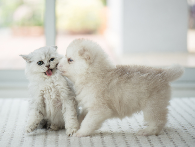 veterinarians Colorado Springs