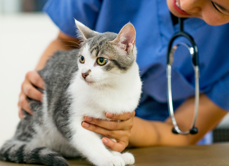 Polo Springs Veterinary Hospital payment options