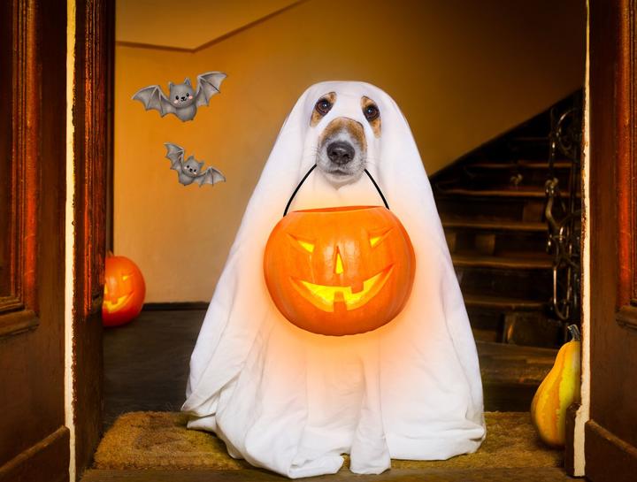 $city veterinary community events
