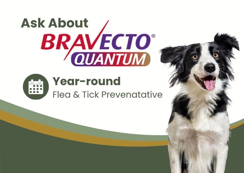 Carousel Slide 2: Bravecto Quantum Preventative