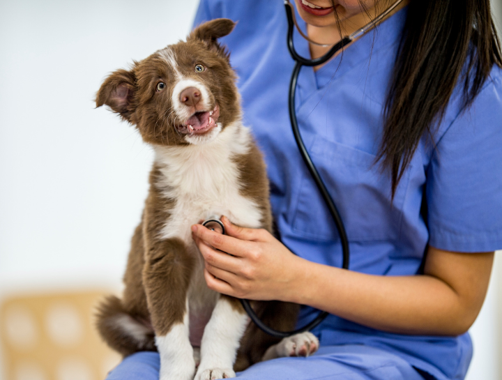 best vet Colorado Springs